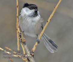 Attēlu rezultāti vaicājumam “Poecile montanus”