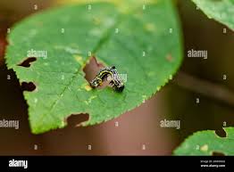 Attēlu rezultāti vaicājumam “Abraxas sylvata larva”
