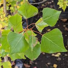 Attēlu rezultāti vaicājumam “Populus nigra leaf”