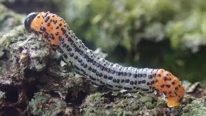 Attēlu rezultāti vaicājumam “Nematus salicis”