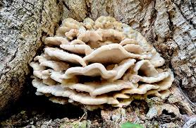 Attēlu rezultāti vaicājumam “Climacodon septentrionalis”