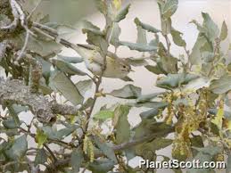 Image result for Phylloscopus ibericus
