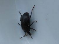 Attēlu rezultāti vaicājumam “Phosphuga atrata”