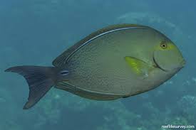 Image result for Acanthurus xanthopterus
