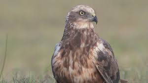 Attēlu rezultāti vaicājumam “Circus aeruginosus adult”