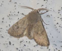 Attēlu rezultāti vaicājumam “Orthosia cruda”