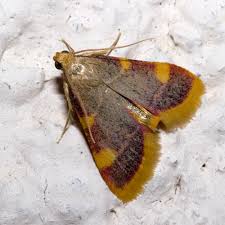 Attēlu rezultāti vaicājumam “Hypsopygia costalis”