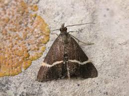 Attēlu rezultāti vaicājumam “Pyrausta cingulata”