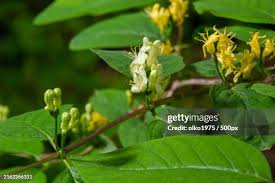Attēlu rezultāti vaicājumam “Lonicera xylosteum”