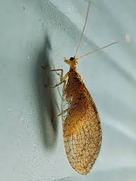 Attēlu rezultāti vaicājumam “Hemerobiidae”