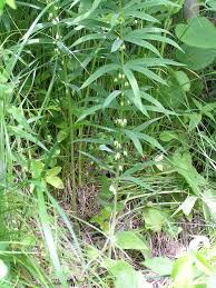 Attēlu rezultāti vaicājumam “Polygonatum verticillatum bud”
