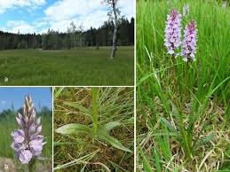 Attēlu rezultāti vaicājumam “Dactylorhiza maculata leaf”
