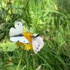 Attēlu rezultāti vaicājumam “Pieris napi female”