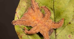 Attēlu rezultāti vaicājumam “Pogonatum dentatum macro”