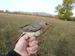 Image result for Turdus ruficollis