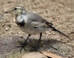 Attēlu rezultāti vaicājumam “Motacilla alba juvenile”