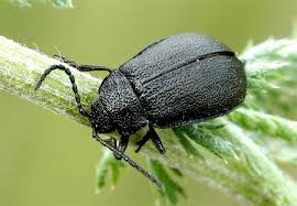 Attēlu rezultāti vaicājumam “Galeruca tanaceti”