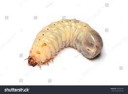 Attēlu rezultāti vaicājumam “Proutia betulina larva”