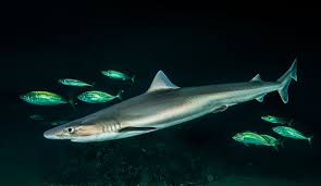 Image result for Galeorhinus galeus