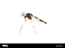 Attēlu rezultāti vaicājumam “Cricotopus male”