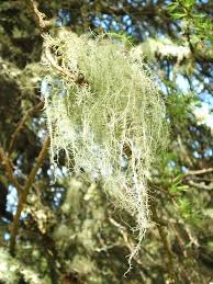 Attēlu rezultāti vaicājumam “Usnea subfloridana”
