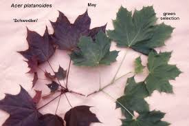 Attēlu rezultāti vaicājumam “Acer platanoides leaf”