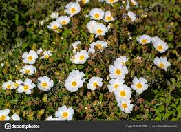 Attēlu rezultāti vaicājumam “Cistaceae”