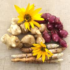 Attēlu rezultāti vaicājumam “Helianthus tuberosus”