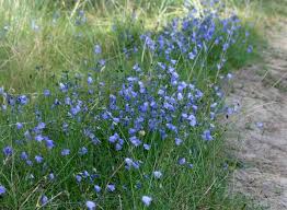 Attēlu rezultāti vaicājumam “Campanula rotundifolia”