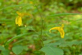 Attēlu rezultāti vaicājumam “Impatiens noli-tangere flower”