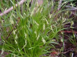 Attēlu rezultāti vaicājumam “Carex capillaris fruit”