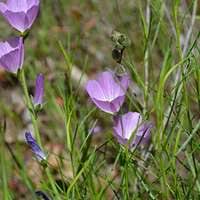 Attēlu rezultāti vaicājumam “Frullania fragilifolia”