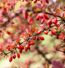Attēlu rezultāti vaicājumam “Berberis vulgaris flower”