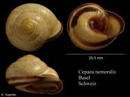 Attēlu rezultāti vaicājumam “Cepaea nemoralis”