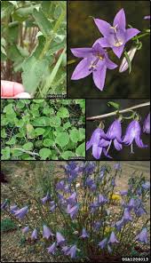 Image result for Campanula rapunculoides