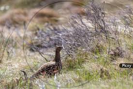 Attēlu rezultāti vaicājumam “Lagopus lagopus female”