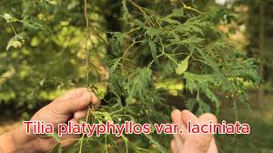 Attēlu rezultāti vaicājumam “Tilia platyphyllos Laciniata”