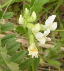 Attēlu rezultāti vaicājumam “Vicia sepium flower”