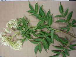 Attēlu rezultāti vaicājumam “Adoxaceae”