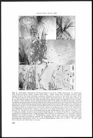 Attēlu rezultāti vaicājumam “Diderma spumarioides young”