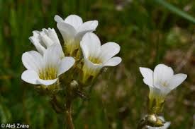 Attēlu rezultāti vaicājumam “Saxifraga granulata”