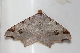 Attēlu rezultāti vaicājumam “Macaria alternata”