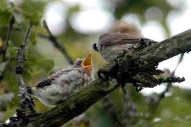 Attēlu rezultāti vaicājumam “Muscicapa striata nest”