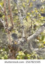 Attēlu rezultāti vaicājumam “Usnea filipendula”
