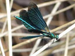 Attēlu rezultāti vaicājumam “Calopteryx virgo male”