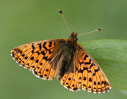 Attēlu rezultāti vaicājumam “Boloria aquilonaris”