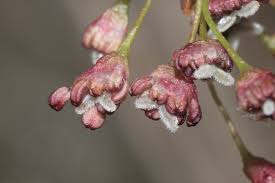 Attēlu rezultāti vaicājumam “Ulmus laevis flower”