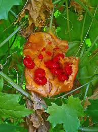 Attēlu rezultāti vaicājumam “Carlina biebersteinii fruit”