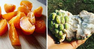 Attēlu rezultāti vaicājumam “Libanotis montana fruit”