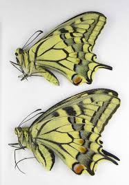 Attēlu rezultāti vaicājumam “Papilio machaon upperside”